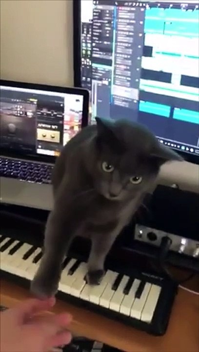 Quand ton chat joue une musique de film d'horreur au piano !