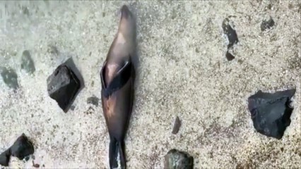 Tranquille, cette otarie fait la sieste la tête dans l'eau !