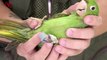 Vet Produces Custom-Made Prosthetics Giving Beakless Birds a Second Chance