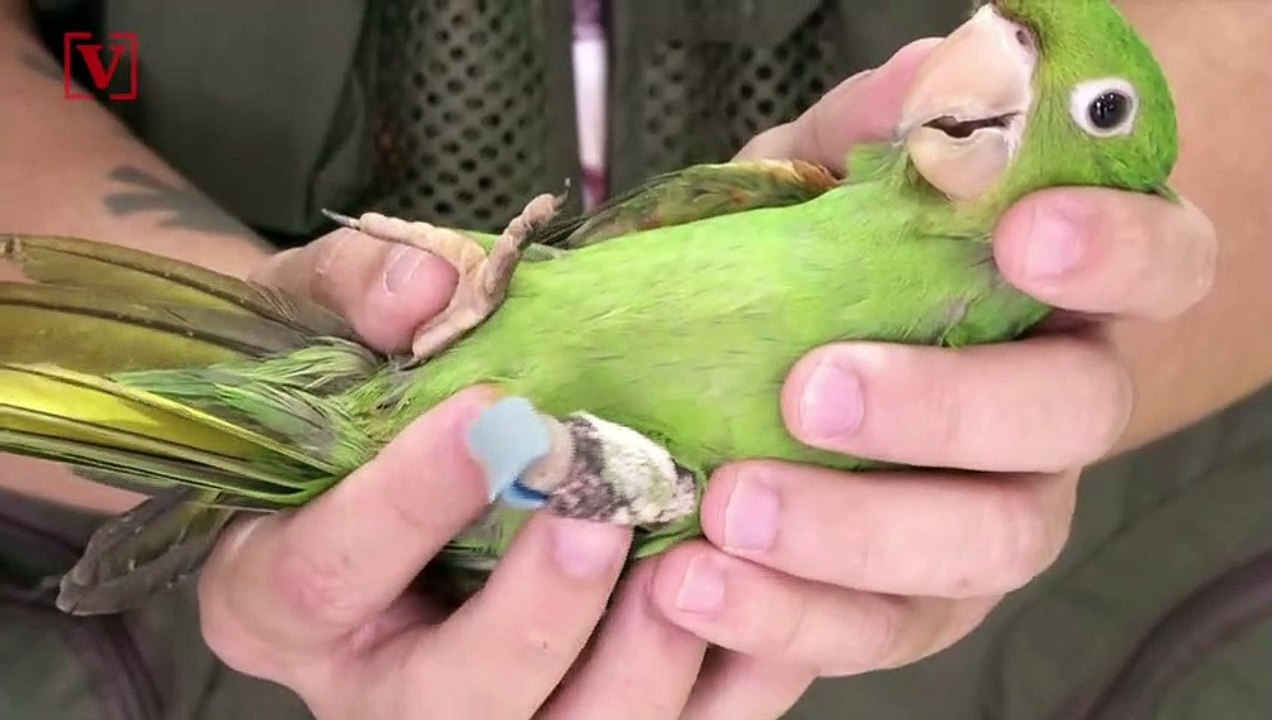 Vet Produces Custom-Made Prosthetics Giving Beakless Birds a Second Chance