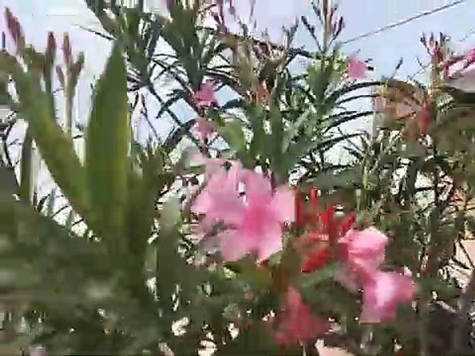 Mottai maadi kozhi valarpu in tamil /tamil channel /indian channel/vedio 10