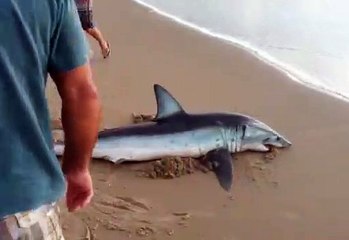 Tubarão de dois metros de comprimento é encontrado em praia paranaense