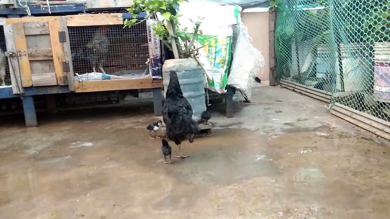 Mottai maadi koli valarpu -kozhi valarpu -country chicken - nattu koli valarpu -part -11