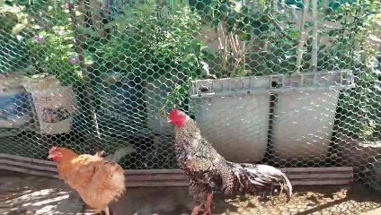 Скачать видео: Mottai maadi koli valarpu -kozhi valarpu -country chicken - nattu koli valarpu -today koli news/vedio 12