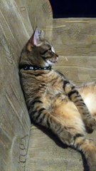 Completely Relaxed Cat Pokes out Tongue