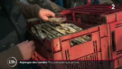 Landes : une saison des asperges très précoce