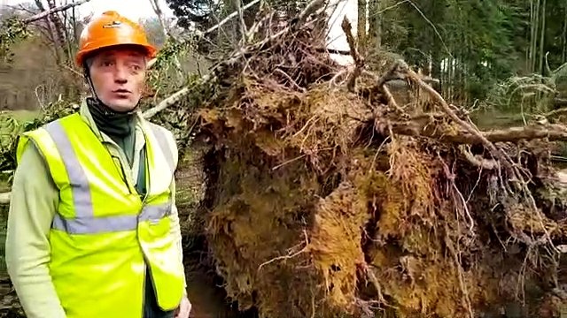 Chutes d’arbres et de branches : la forêt est dangereuse