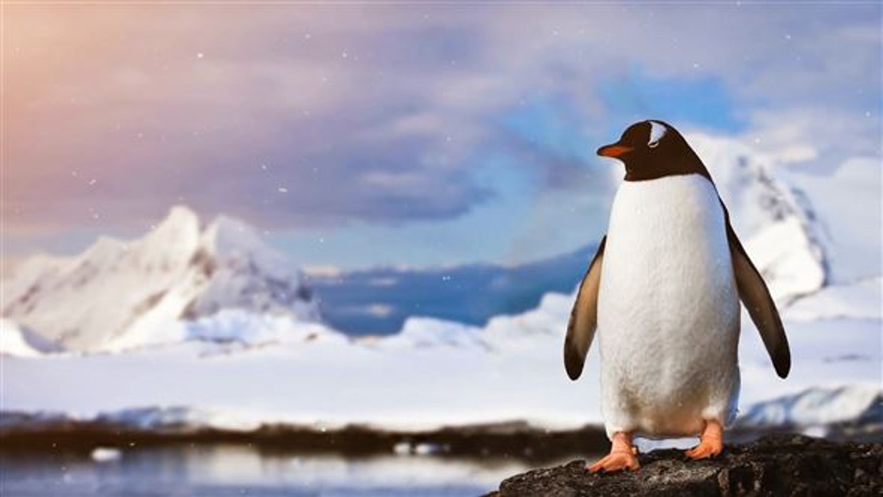 Warum uns die Erwärmung der Antarktis alle angeht