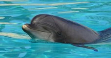 Lotty, la doyenne des dauphins du Marineland d'Antibes, succombe à une infection