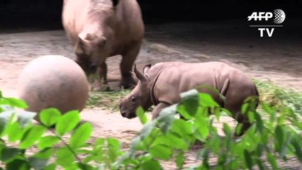 Le zoo de Singapour est fier de présenter ses bébés animaux