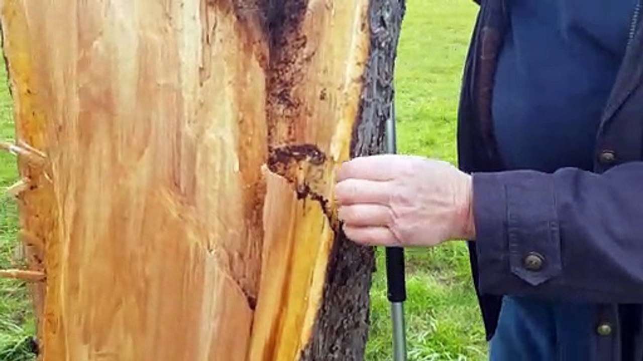 L'association des Croqueurs de pommes défendent les variétés locales