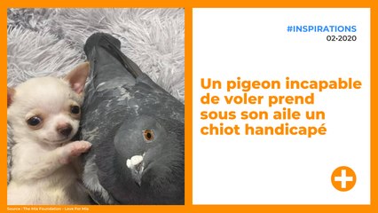 Un pigeon incapable de voler prend sous son aile un chiot handicapé