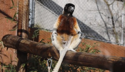 Carnet rose au zoo de Mulhouse