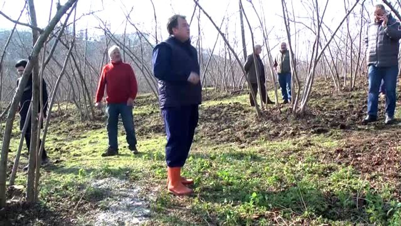 Fındıkta verimi ve kaliteyi arttırmak için proje hazırlandı