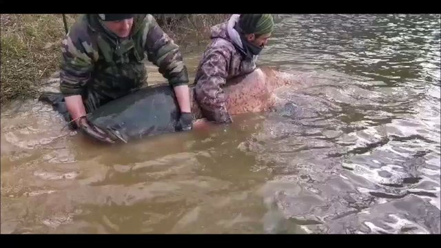 Un Doubien pêche un silure de 2,50 mètres