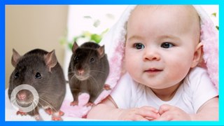 生後40日の女児 クマネズミに顔を食われる - トモニュース