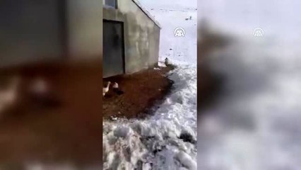 Çiftçinin, tavuklarını avlamakta ısrarcı tilki ile sohbeti güldürdü