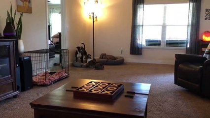 3-Legged Doggo Wants Friend to Play