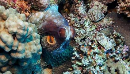 Octopus Hidden in a Coral Reef Changing Colors