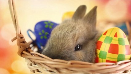 Oreo's New Easter Egg Decorating Kit Is Your Pre-Easter Snacktivity
