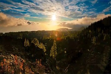 MVGEN: Daniloi : fly