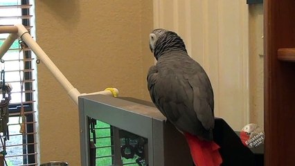 Talking parrot and his owner have a humorous bathroom conversation