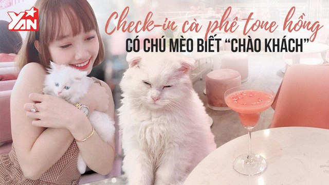 ẤN TƯỢNG VỚI CAFE TONE HỒNG CÓ CHÚ MÈO BIẾT CHỜ KHÁCH II YANNEWS
