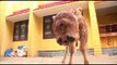 FARMER SHOCKED TO DISCOVER HIS COW WAS BORN WITH TWO FACES