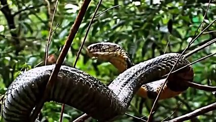 Amazing Mongoose Save Baby Elephant From King Cobra Snake Big Battle  Amazing Attack of Animals