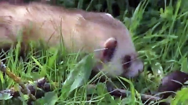 Amazing Sidewinder snake hunting Mongoose King Cobra Big Battle The Reptiles of the Desert