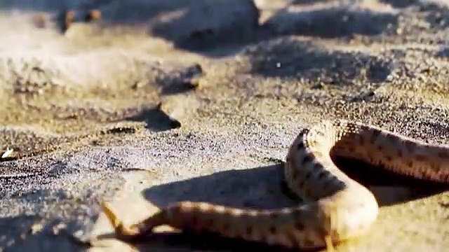 Amazing Sidewinder snake hunting lizard From Under The Sand The Reptiles of the Desert