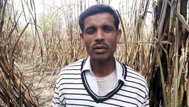 शामली: किसान के ईंख कें खेत में आग लग जाने से हजारों रुपए का नुकसान