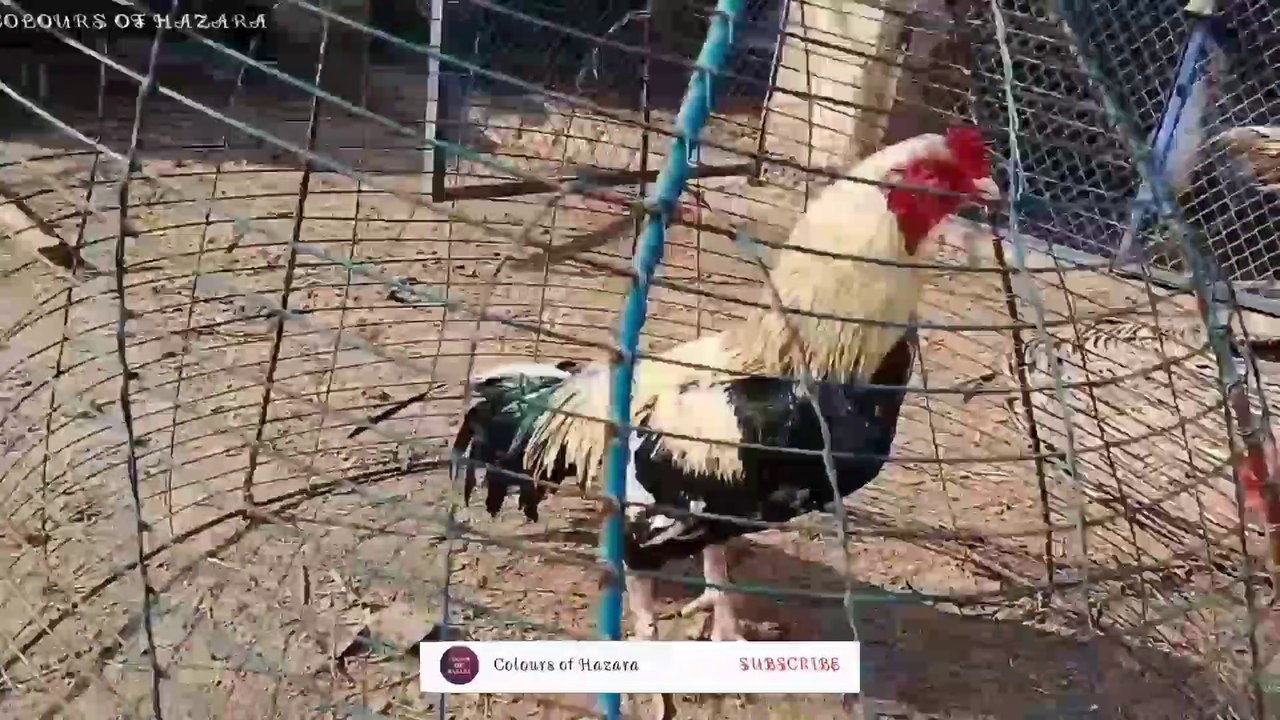 Aseel_ko_garam_kaise_Kara_breeding_k_liye_2020_._Aseel_Breeding_information._Aseel_Breeding_Tips_Video