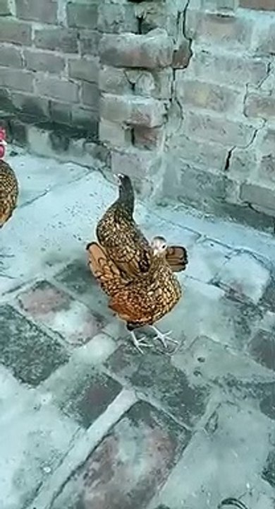 Golden sbreeder chicken