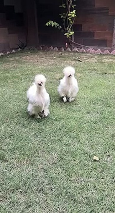 White salki chicken