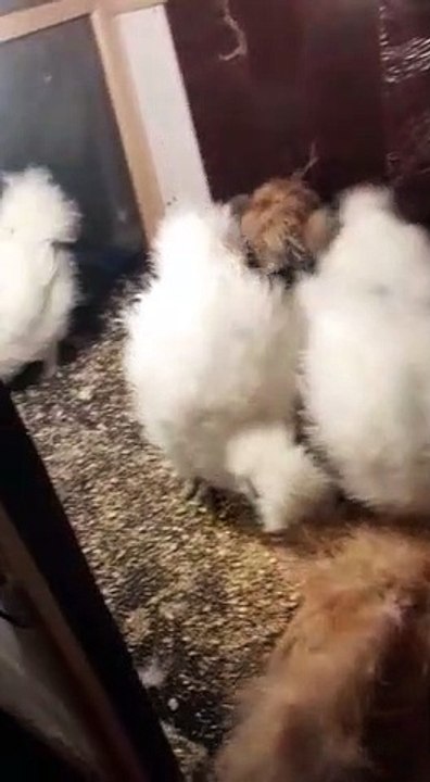 White salki chicken
