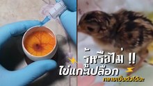 สะเทือนวงการปศุสัตว์ !! หนุ่มโชว์ให้ดู ไข่แกะเปลือกทำยังไงให้กลายเป็นตัว
