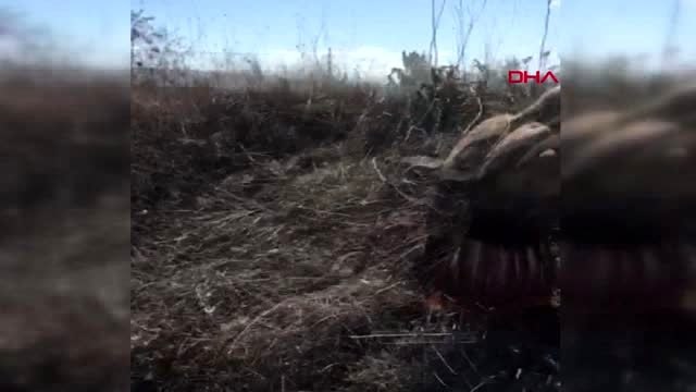 Konya yaralı kızıl şahine zabıta sahip çıktı