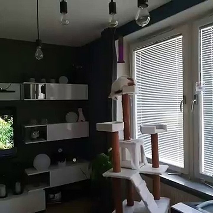 collection of cute cats #32
