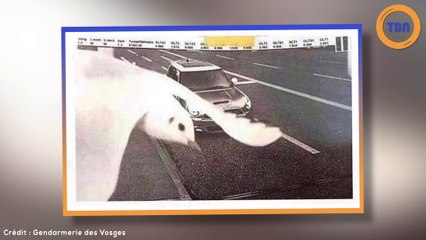 Il se fait flasher par un radar et échappe à l’amende grâce à une mouette