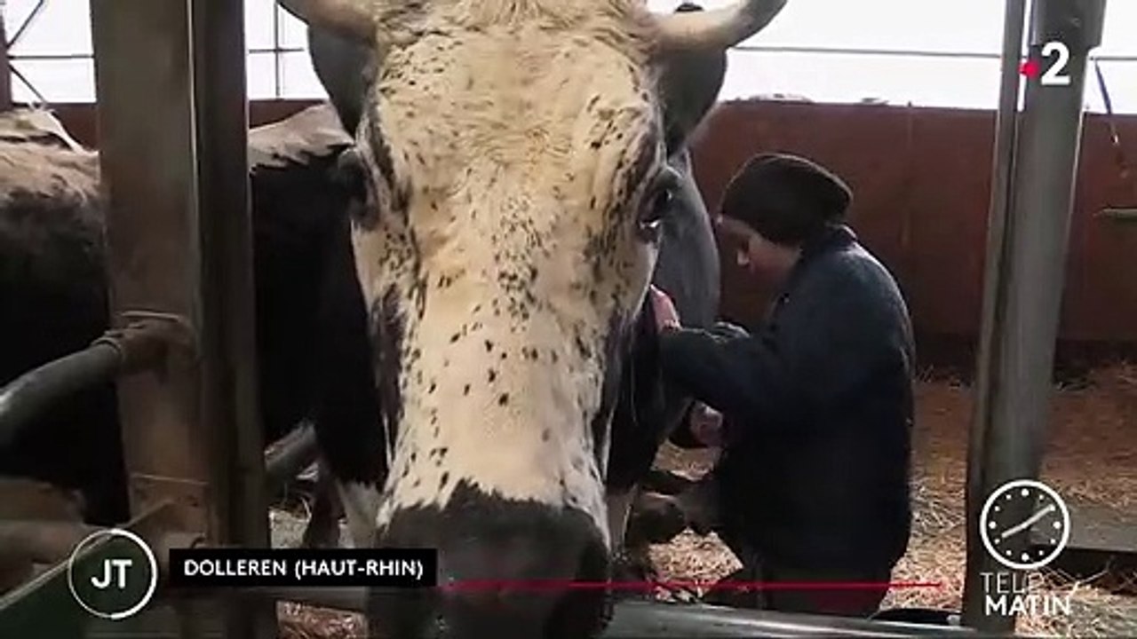 Salon de l'agriculture : une vache vosgienne en route pour le concours
