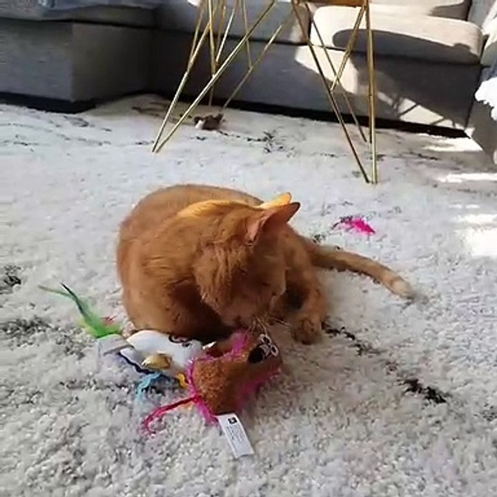 collection of cute cats #34