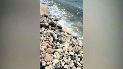 Marmara Denizi'nde korkutan balık ölümleri