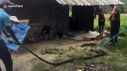 Thai woman finds 15ft long king cobra in her bathroom