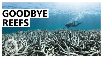 Coral reefs may lose nearly all habitats by 2020