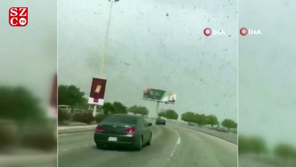Suudi Arabistan'ın doğusunu çekirgeler bastı