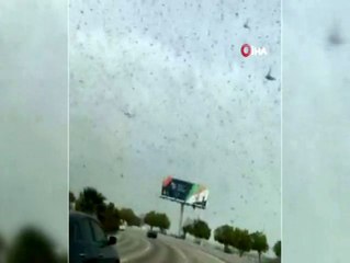 Suudi Arabistan'ın doğusunu çekirgeler bastı