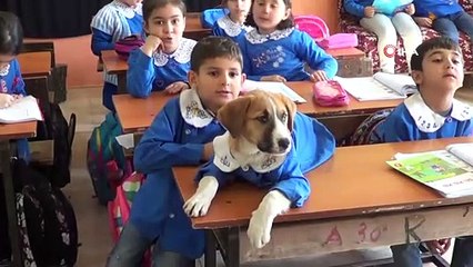 Yavru Köpek Öğrencilerin En Sadık Dostu Oldu