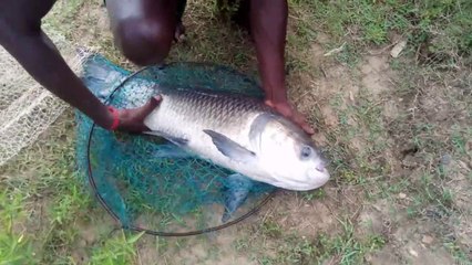 10 Pic 5 KG+ Catla Fishing  In One Hour | Rozina’s Club