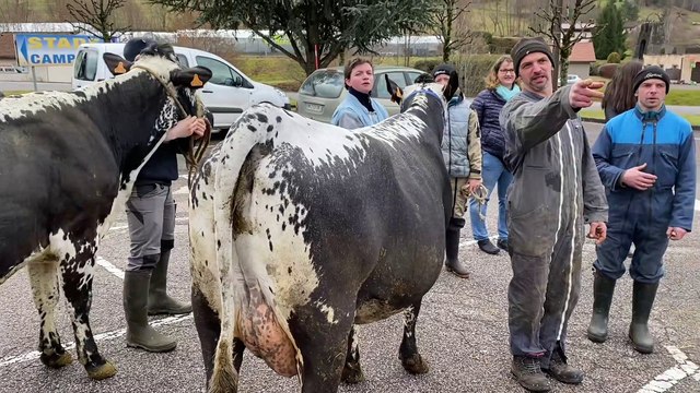 Salon de l’Agriculture : l’heure du grand départ pour vingt-cinq « Vosgiennes » et cinq veaux